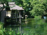 Wasabi Farm River